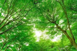 underifrån av trädstam till gröna blad av stort träd i tropisk skog med solljus. fräsch miljö i parken. grön växt ger syre i sommarträdgården. skogsträd med små löv på solig dag. foto
