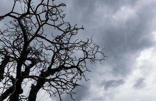 siluett döda träd på mörk dramatisk himmel. mörk himmel och döda träd bakgrund för halloween day. döda trädgrenar. bladlöst träd isolerad på grå himmel. bakgrund för ett sorgligt och ensamt ögonblick. foto