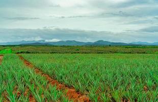 ananasplantage. landskap ananas gård och berg. växtodling. odlar ananas i ekologisk gård. jordbruksindustrin. grönt ananasträd i fältet och vit himmel och moln. jordbruk foto