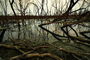 dött träd i översvämmad skog. miljökris från klimatförändringar. mörk bakgrund för döden, ledsen och hopplös. katastrof från avskogning. träd dött av klimatförändringsproblem. sorglig natur. foto