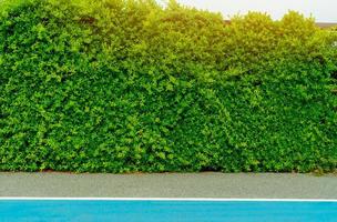 gröna häckväxter. små gröna löv i häckväggen vid parkeringsplatsen. eko vintergrön häck vägg textur bakgrund. prydnadsväxt i trädgården. många löv minskar damm och koldioxid i luften. foto