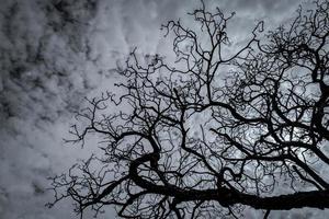 siluett döda träd på mörk dramatisk himmel och vita moln bakgrund för fredlig död. förtvivlan och hopplöst koncept. ledsen av naturen. död och sorgliga känslor bakgrund. döda grenar unikt mönster. foto