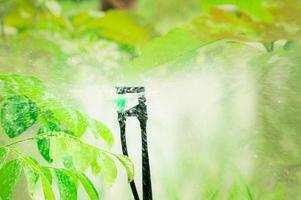 gröna blad av träd och gräs vattning av en automatisk sprinkler i trädgården. sprinkler för jordbruk. trädgårdsbevattningssystem. underhållstjänst för sprinkler. hemtjänst bevattning sprinkler. foto