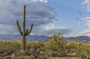 saguaro landskap