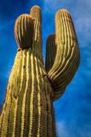 desertcactus