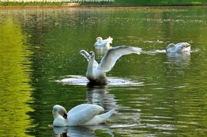 graciös fladdrande svan med 3 andra svanar i floden i keukenhof park i holland foto