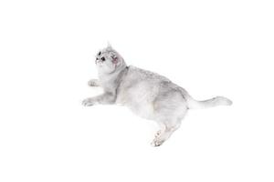 brittisk lorthair rökig katt isolerad på vitt liggande avslappnad foto