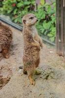 Suricate i Loro Parque, Teneriffa, Kanarieöarna. foto