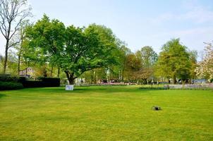 grönt fält med ett träd i keukenhof park i holland foto