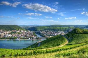 vingård nära burg ehrenfels, ruedelsheim, hessen, tyskland foto