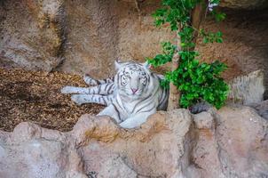 bengal vit tiger i loro parque, teneriffa, kanarieöarna. foto