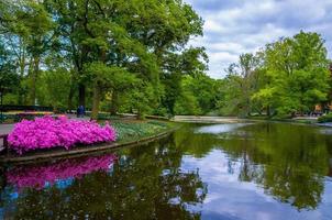 vackra rosa azaleablommor nära sjön, keukenhof park, lisse i holland foto