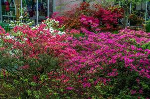 buske med rosa azaleablommor, keukenhof park, lisse i holland foto