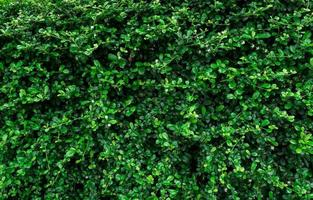 närbild vintergröna häck växter. små gröna blad i häck vägg textur bakgrund. eko vintergrön häckvägg. prydnadsväxt i trädgården i trädgården. många löv minskar damm i luften. naturlig bakgrund. foto
