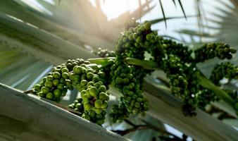 bismarckia nobilis i trädgården. närbild rund grön rå frukt av bismarck palm. vintergrön palm. palmträd för att dekorera hotell eller resort trädgård. prydnadsväxt. palmplantage och jordbruk. foto