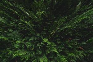 ovanifrån av gröna löv på mörk bakgrund i djungeln. ovan syn på täta mörkgröna löv i trädgården. natur abstrakt bakgrund. vacker mörkgrön bladstruktur. små gröna blad bakgrund.