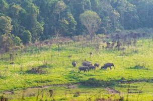 en flock vilda elefantfamiljen går och äter gräs på kvällen på grönt gräsfält nära skogen vid khao yai nationalpark i thailand. foto