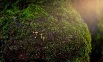 närbild liten svamp växer på grön mossa i skogen. selektiv fokus svamp på vacker grön mossa bakgrund. grön mossa täckt på en trädstam. natur tapeter. blöt grön mossa i skogen. foto