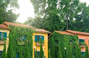Europa stil byggnad täckt med grön murgröna. grön krypande växt klättrar på väggen och fönstret i Toscana huset. miljövänlig byggnad. fasad av byggnadsdekor med murgröna. hållbar byggnad. foto