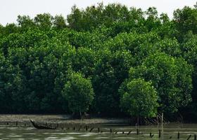 mangroveträd vid mangroveskog med vit himmel foto