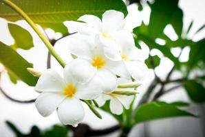 frangipani blomma eller plumeria alba med gröna blad på sommaren. milda vita kronblad av plumeriablommor med gult i mitten. hälsa och spa bakgrund. koppla av i den tropiska trädgården. tempelträd. foto