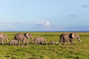 elefantflock på savannen. safari i amboseli, kenya, afrika foto