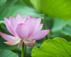 sommarblommande lotus foto