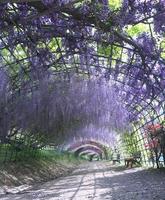 wisteria tunnel foto