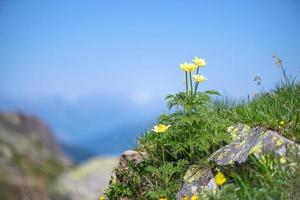 blomma pulsatilla alpina på bergsvägen sulel italienska alperna foto