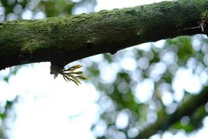 durian träd liten foto