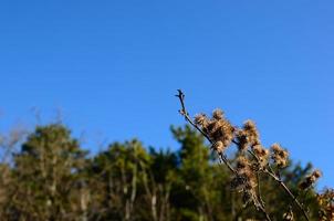 kardborre och skog i bakgrunden foto