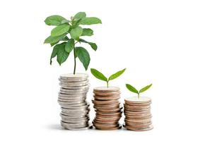 träd plumule blad på spara pengar mynt, affärsfinansiering spara bankinvestering koncept. foto