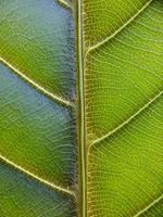 makro detalj textur vackra vilda natur löv foto