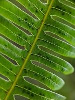 makrofoto av det unika med vackra vilda växter foto