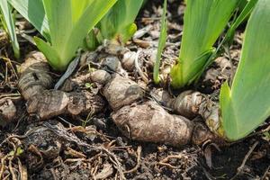 irisarnas rotsystem. rotlökar av kasatikblomman. foto