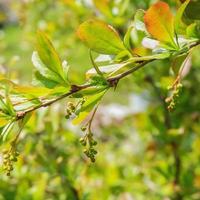 berberis gren med unga bär. foto