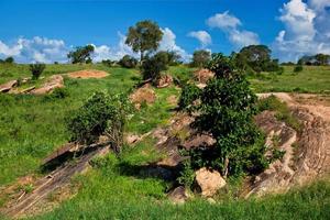 gräsmark med stenar savann. Tsavo West, Kenya, Afrika foto