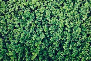 gröna blad av en murgröna i en närbild. foto