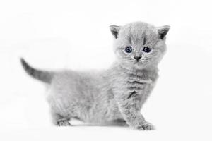 söt kattunge porträtt. brittisk korthårig katt foto