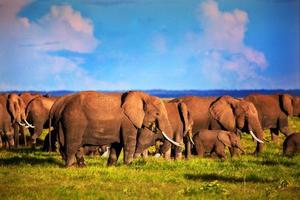 elefantflock på savannen. safari i amboseli, kenya, afrika foto