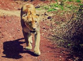 kvinnliga lejon går. ngorongoro, tanzania foto