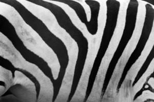 Zebra mönster närbild. svarta och vita ränder foto