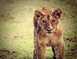 en liten lejonunge porträtt. tanzania, afrika foto