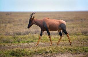 Topi på savannen i Serengeti, Afrika foto