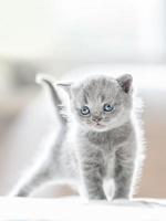 lurvig grå stående katt. brittisk korthår. foto