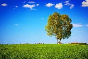 grönt fält landskap med ett enda träd. foto