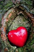 rött hjärta i en ihålig träd. romantisk symbol för kärlek foto