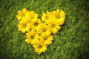 färska vårblommor i hjärtform på gräs. foto