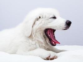 söt vit hundvalp som ligger på sängen och gäspar. polsk tatra fårhund foto