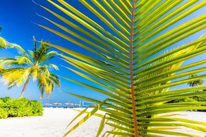 grön palm på tropisk strand i maldiverna foto